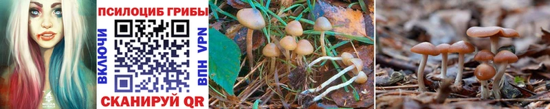 Купить  Еманжелинск  Псилоцибиновые грибы MAGIC MUSHROOMS 